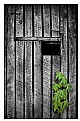 Picture Title - Cellar Door