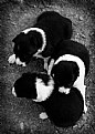 Picture Title - Border Collie Pups II