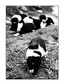 Picture Title - Border Collie Pups IV