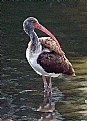 Picture Title - An Immature Ibis