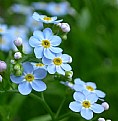 Picture Title - forget-me-not