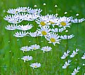 Picture Title - Wild Daisies