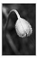 Picture Title - flower-bud