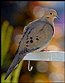 Picture Title - Mourning Dove