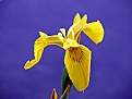 Picture Title - lakeside iris