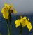 Wild Iris Variation (1)