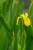 Wild Iris Variation (2)