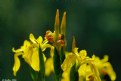 Picture Title - Wild Iris Variation (3)