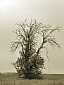 Picture Title - One tree