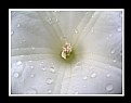 Picture Title - Center of White Flower & Raindrops