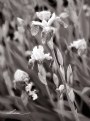 Picture Title - Irises In Black & White