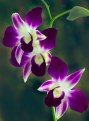 Picture Title - Dendrobium orchids...