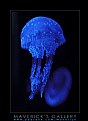 Picture Title - Jellyfish