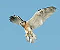 Picture Title - White- tailed Kite Parachuting