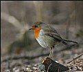 Picture Title - little robin...