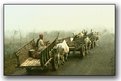 Picture Title - Bullock Carts India