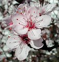 Picture Title - Prunus