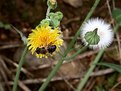 Picture Title - Bee on flower