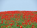 Picture Title - Red field