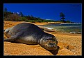 Picture Title - Monk Seal 