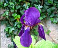 Picture Title - IRIS