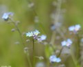 Picture Title - Wild Forget-Me-Not  2