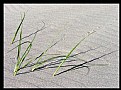 Picture Title - Beach Grass