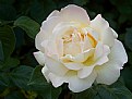 Picture Title - White Rose