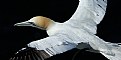 Picture Title - Gannet Detail