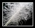 Picture Title - Wispy Feather Dream