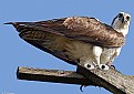 Picture Title - osprey 2