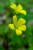 Yellow Flower of Clover