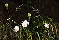 Picture Title - A Composition of Weeds