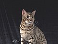 Picture Title - The Bengal