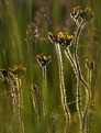 Picture Title - meadow