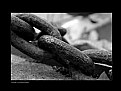 Picture Title - Chain