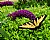 Yellow Swallowtail