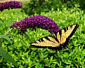 Picture Title - Yellow Swallowtail