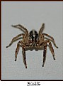 Picture Title - small spider