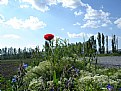 Picture Title - bir