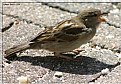Picture Title - Eating Sparrow
