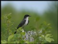 Picture Title - Eastern Kingbird