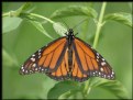 Picture Title - Monarch Butterfly (Danaus plexippus)