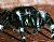 Jumping Spider"Blackie"