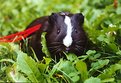 Picture Title - My Guinea Pig saying "ciomp ciomp"