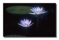 Picture Title - Water Lilies