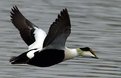 Picture Title - Common Eider