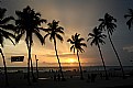 Picture Title - Amongst the coconut trees.. I spot a couple