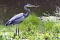 Picture Title - Blue Heron