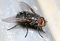 Picture Title - Calliphora vicina